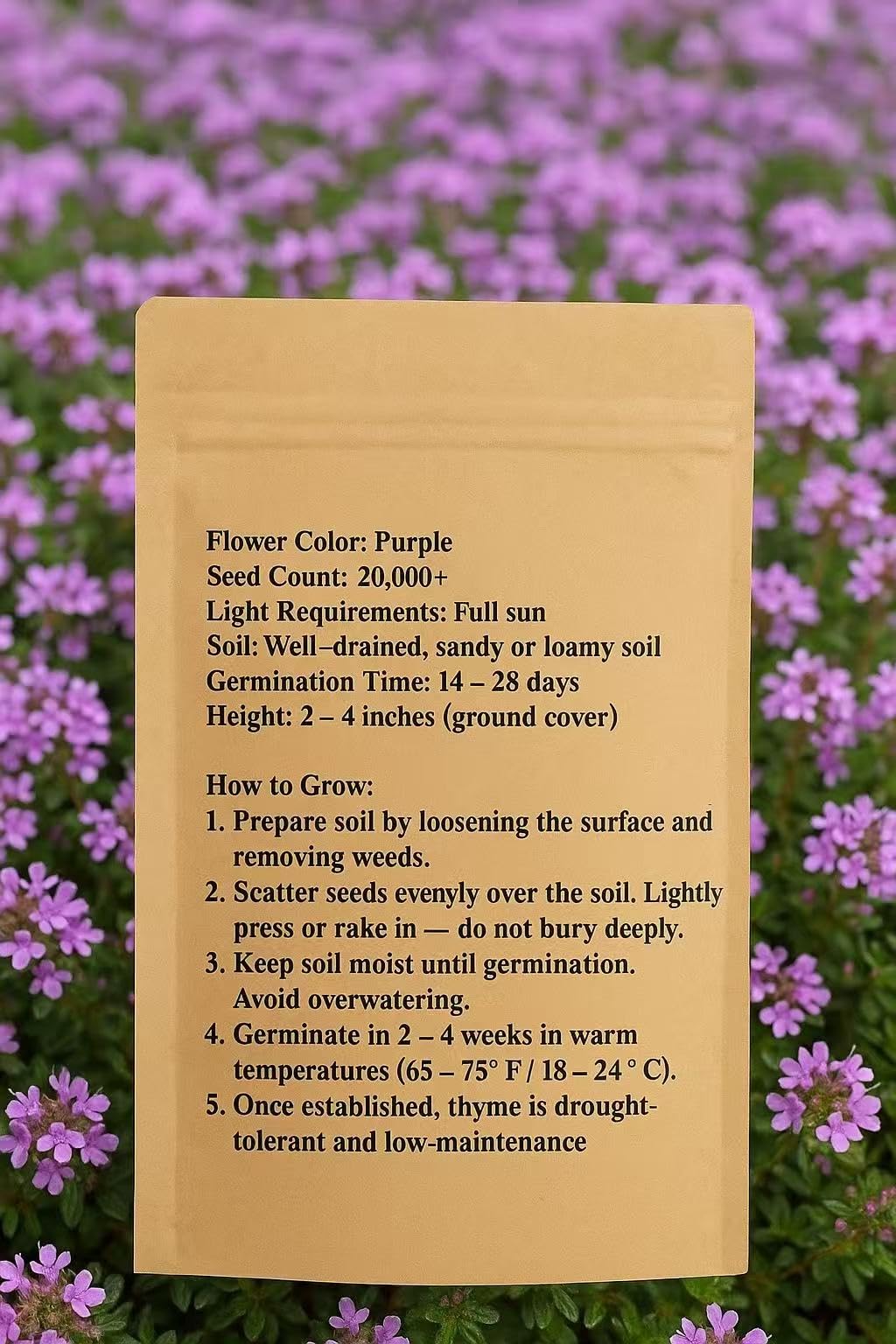 Loseedsoo creeping thyme bloom closeup highlights lavender flowers brightening borders
