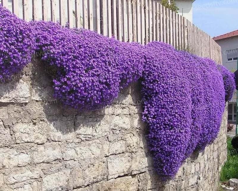 Loseedsoo creeping thyme ground cover in sunny garden forms a purple carpet