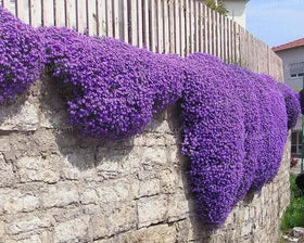 Loseedsoo creeping thyme ground cover in sunny garden forms a purple carpet