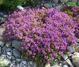 Loseedsoo Creeping Thyme seeds 4g pack; closeup of seeds for rapid lawn-like coverage.