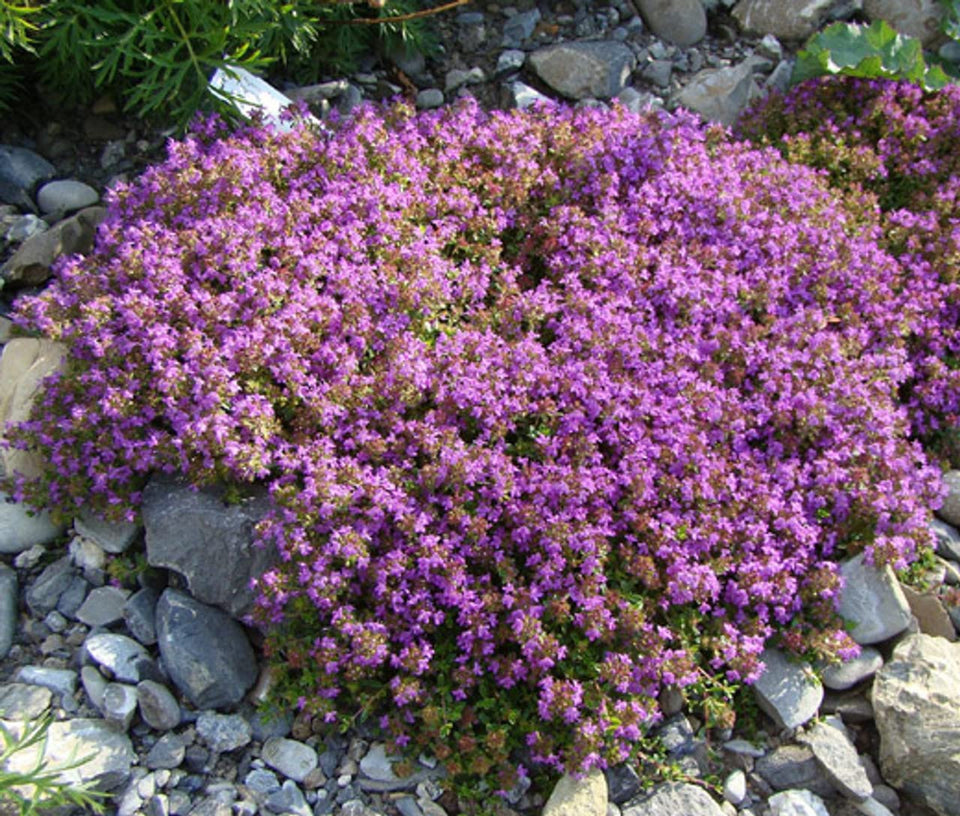 Loseedsoo Creeping Thyme seeds 4g pack; closeup of seeds for rapid lawn-like coverage.