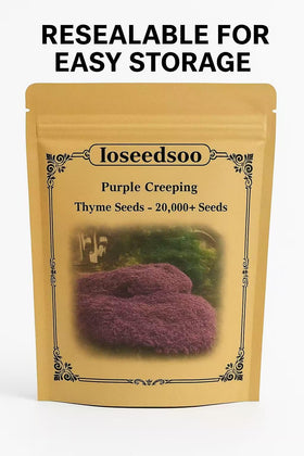 Loseedsoo drought-tolerant thyme thrives in full sun garden edges