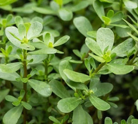Loseedsoo Green Purslane seeds close-up for vibrant home harvests
