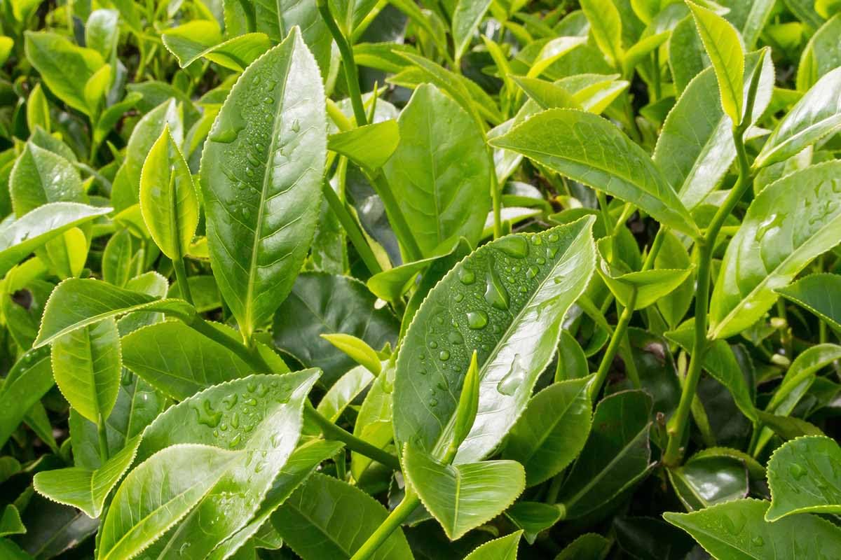 Loseedsoo green tea plant seeds in container gardening setup.