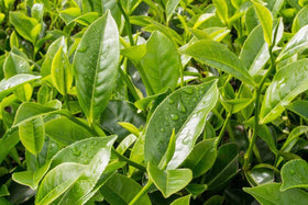 Loseedsoo green tea plant seeds in container gardening setup.