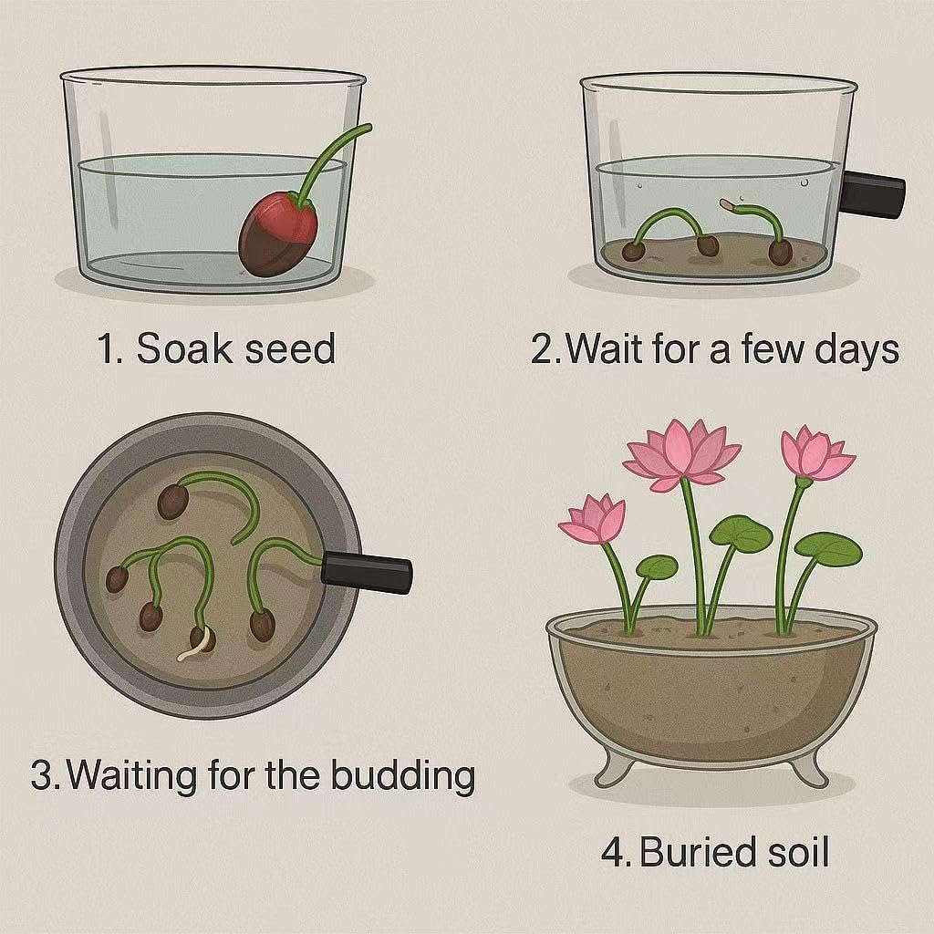 Loseedsoo indoor water garden lotus container promotes decorative growth