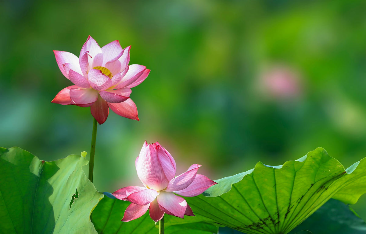 Loseedsoo-lotus-bloom-closeup showcases vibrant flowers for bright garden displays