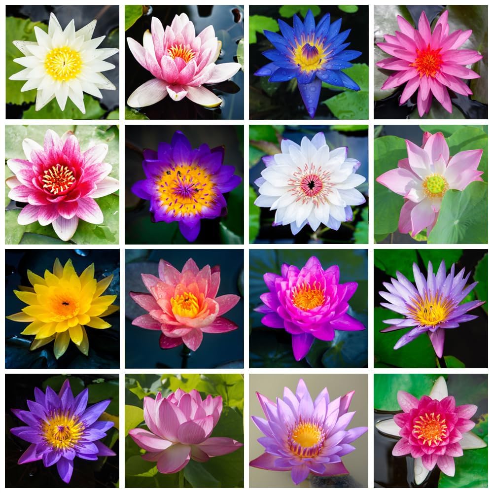 Loseedsoo lotus-seed-germination-warm-water simple steps to sprout healthy aquatic plants