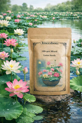 Loseedsoo lotus-seeds-soaking setup prepares seeds for quick germination