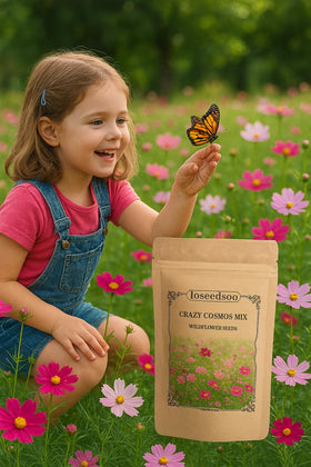 Loseedsoo pollinators-on-cosmos image highlights butterflies attracted to blooms.