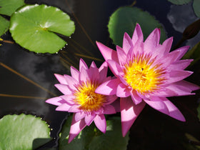 Loseedsoo-pond-container-setup demonstrates compact lotus thriving in water features