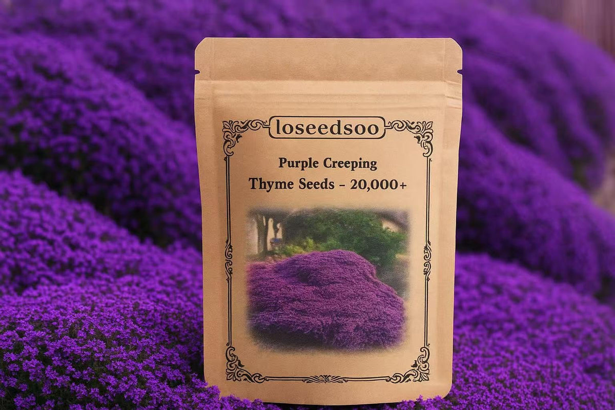 Loseedsoo Purple Creeping Thyme seeds pack in resealable bag for dense ground cover