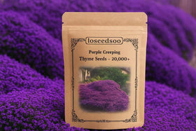Loseedsoo Purple Creeping Thyme seeds pack in resealable bag for dense ground cover