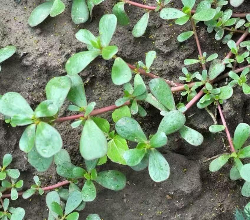 Loseedsoo Green Purslane leaves harvest-ready for fresh salads