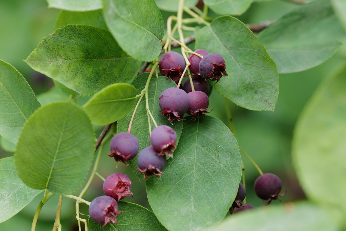 Loseedsoo Saskatoon serviceberry seeds packaging photo shows ready-to-plant packets for gardeners.