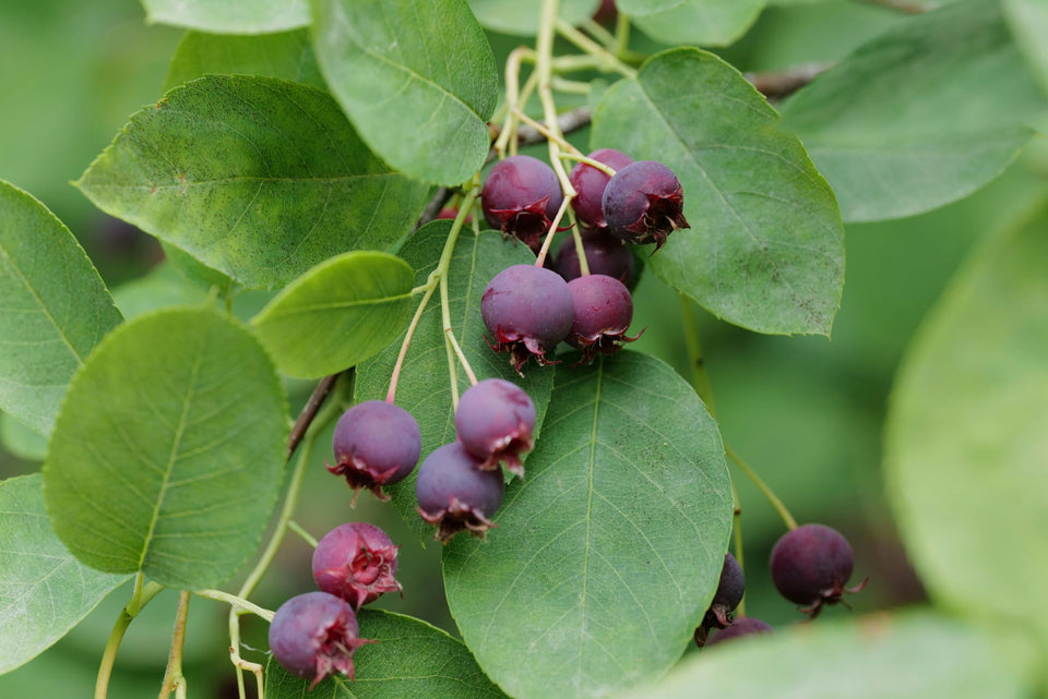 Loseedsoo Saskatoon serviceberry seeds packaging photo shows ready-to-plant packets for gardeners.