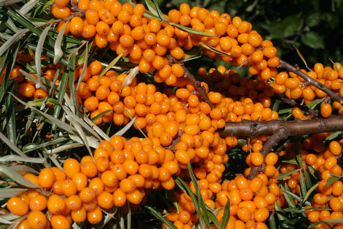 Loseedsoo Sea Buckthorn seeds closeup showing seed texture and germination potential.