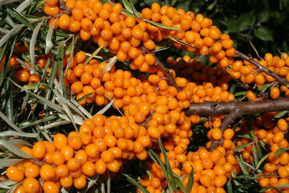 Loseedsoo Sea Buckthorn seeds closeup showing seed texture and germination potential.