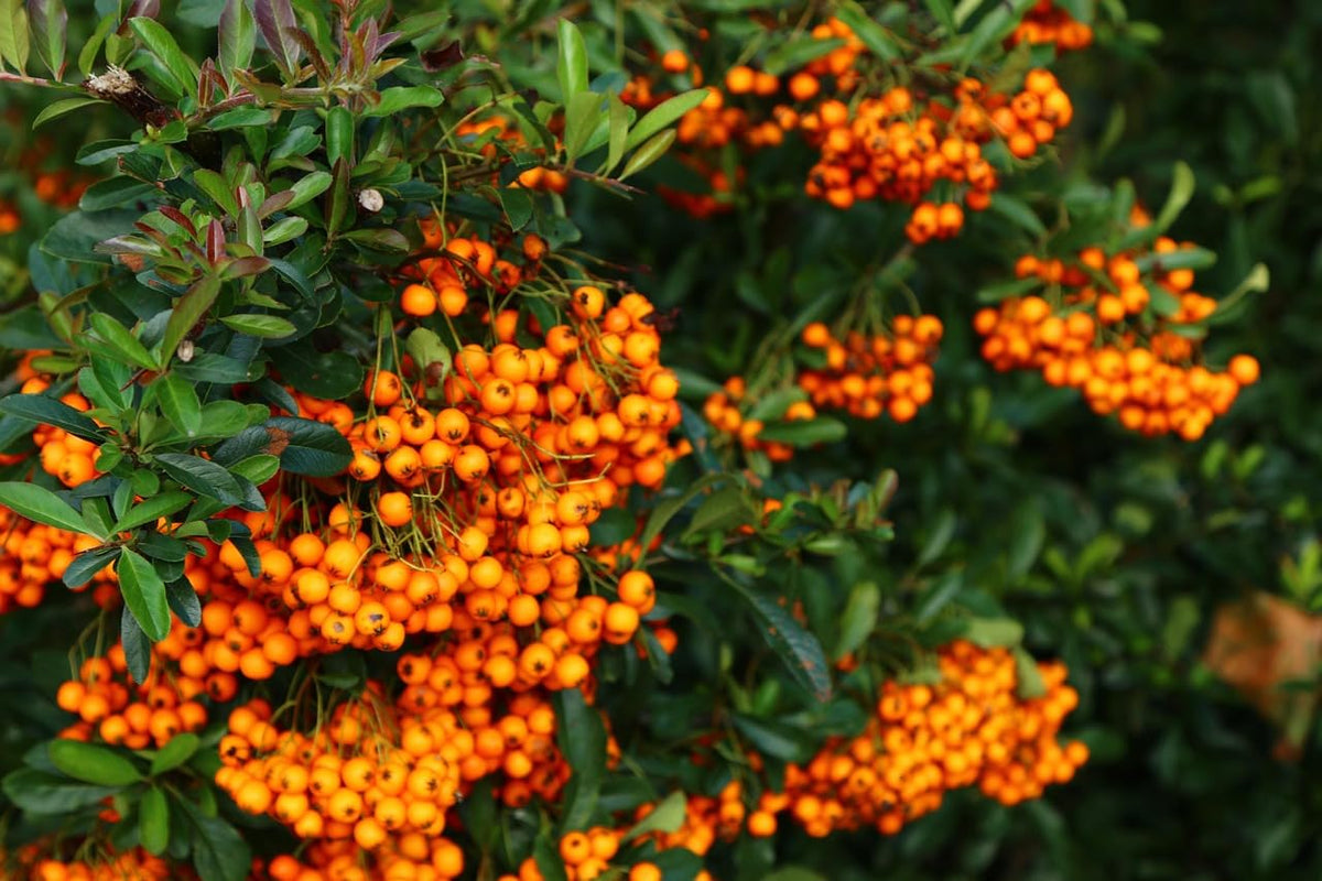 Loseedsoo Sea Buckthorn seeds packaging promotes easy home gardening and hardy hedges.