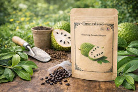 Loseedsoo soursop seeds ready for indoor starting and greenhouse germination.