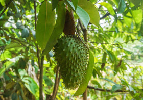 Loseedsoo soursop seeds for outdoor tropical tree growth in warm climates.
