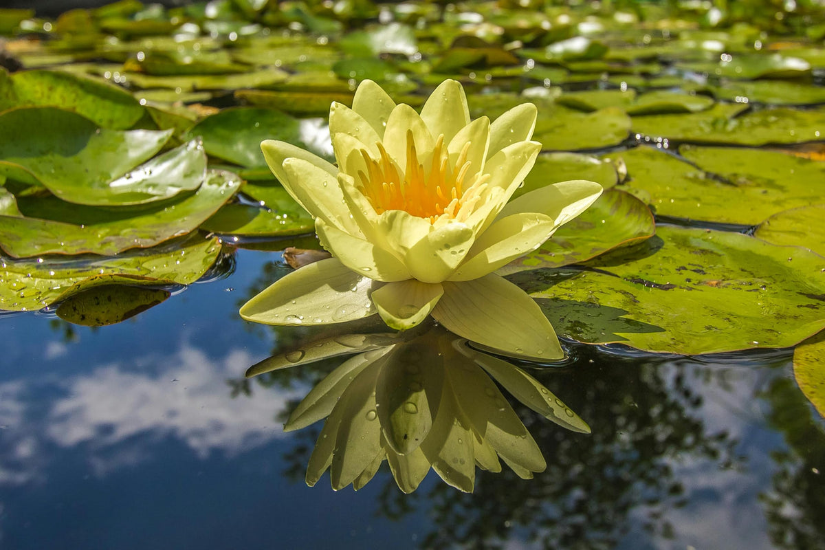 Loseedsoo-water-garden-decor-lotus adds calm beauty to outdoor spaces