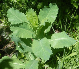 Loseedsoo Wild Lettuce Seeds form a basal rosette in year one for easy growth.