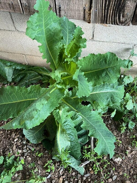 Loseedsoo Wild Lettuce Seeds are open-pollinated heirloom seeds for reliable harvests.