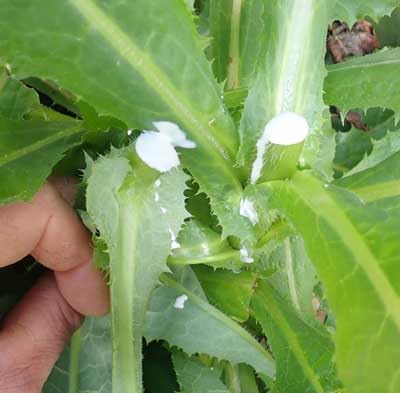 Loseedsoo Wild Lettuce Seeds produce a tall second-year plant from the rosette.