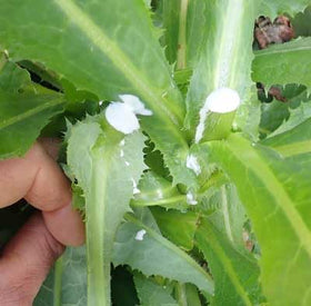 Loseedsoo Wild Lettuce Seeds produce a tall second-year plant from the rosette.