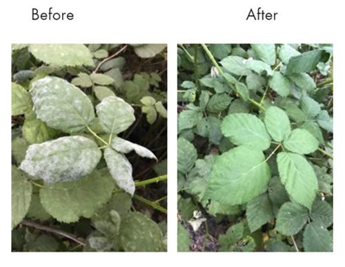 Lost Coast Plant Therapy application steps guide effective pest management on garden plants.