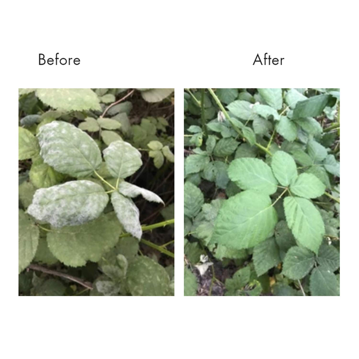 Lost Coast Plant Therapy Plant Wash being used to protect crops in yard.