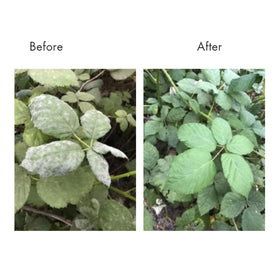 Lost Coast Plant Therapy Plant Wash being used to protect crops in yard.