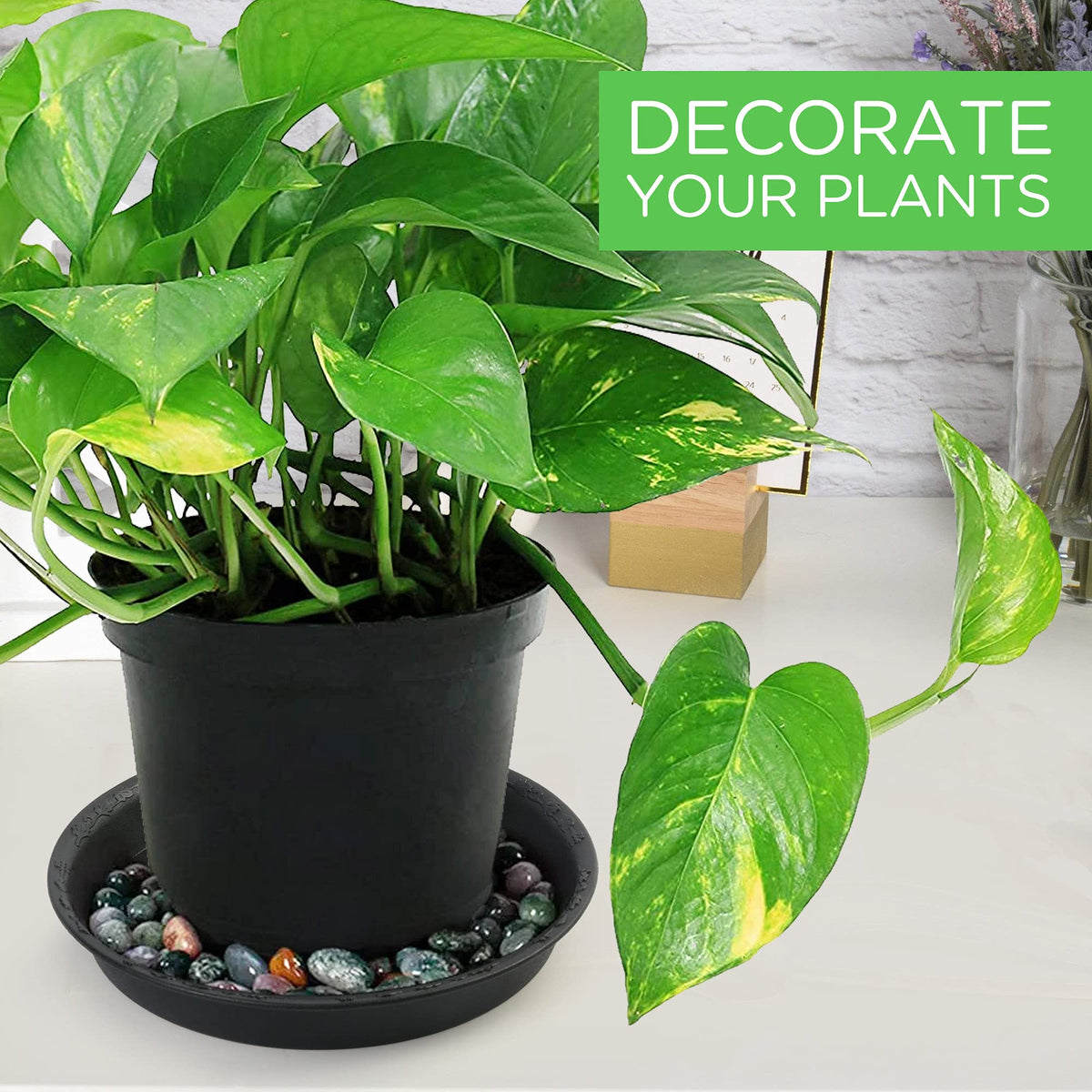 LotFancy saucer ideal for heavy pots in indoor or outdoor spaces.