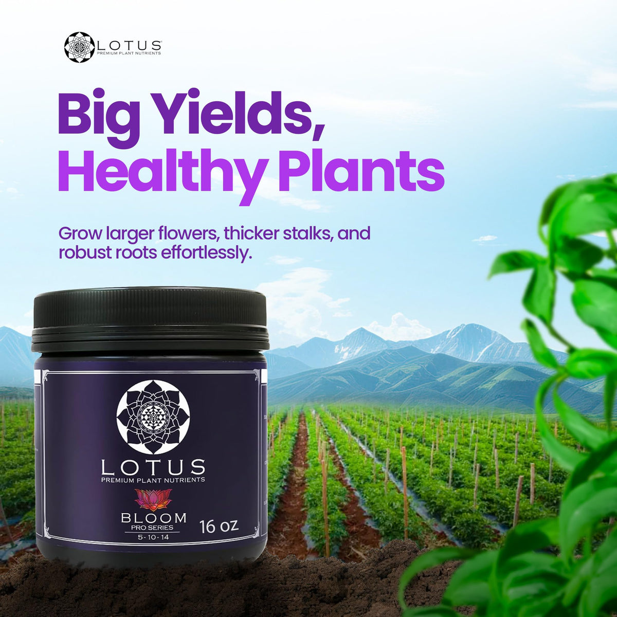 Bloom Pro dissolving powder in water for immediate plant feeding.