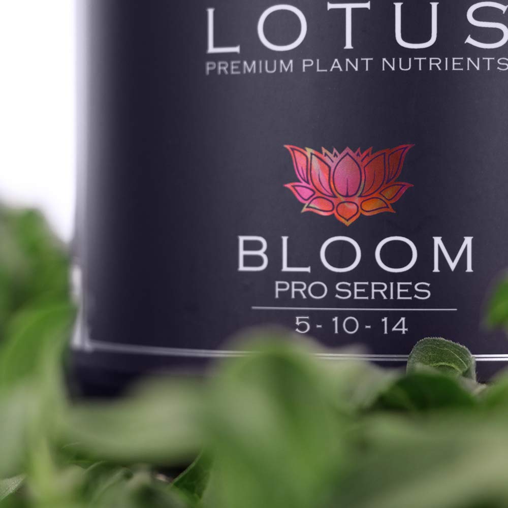 Bloom Pro powder dissolving in soil mix during transition.