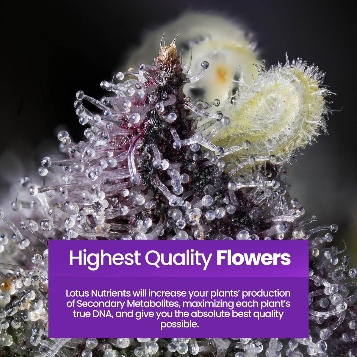 Bloom Pro packaging on display showing easy to use flowering formula.