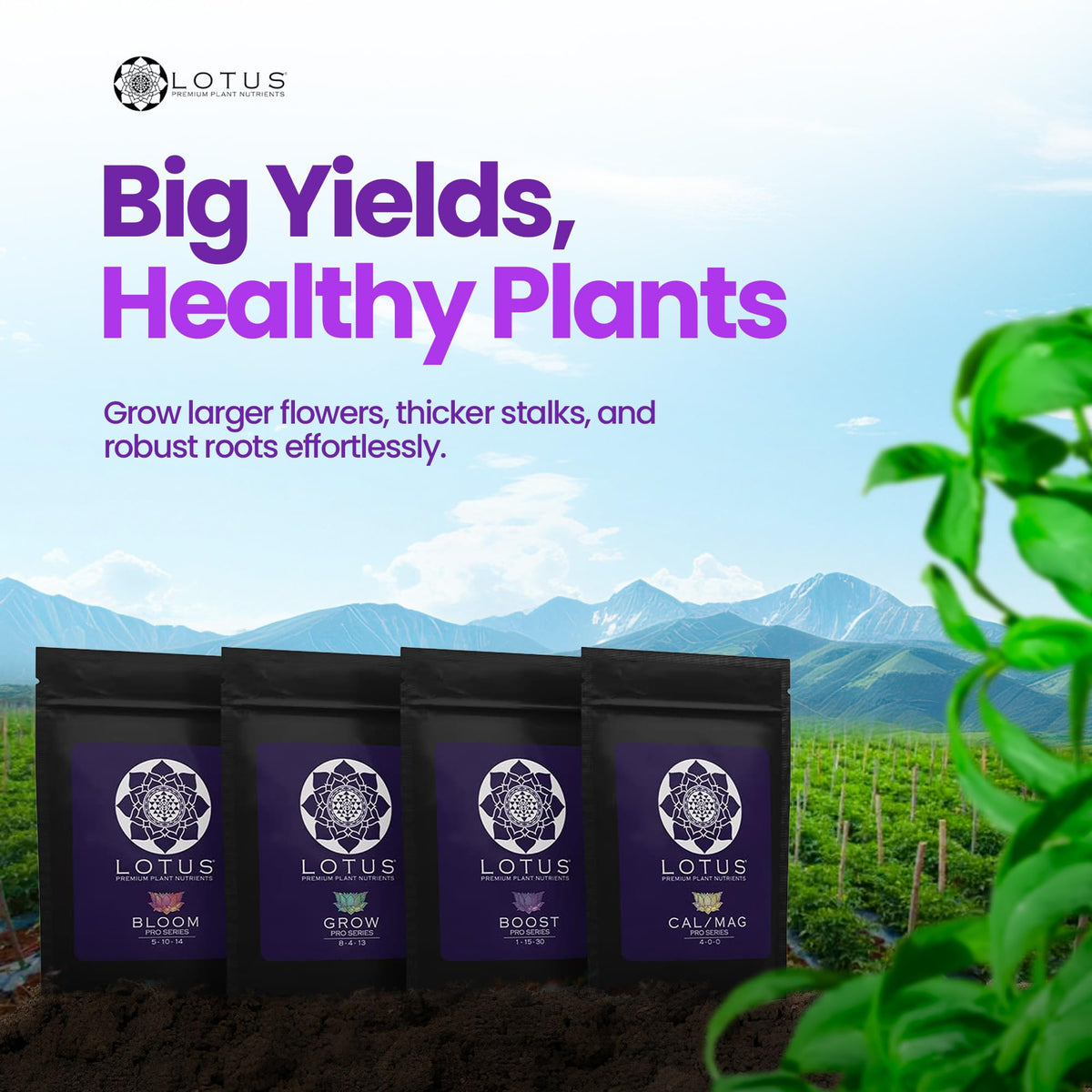 Lotus Nutrients Cal/Mag bottle helps prevent coco and water deficiencies.