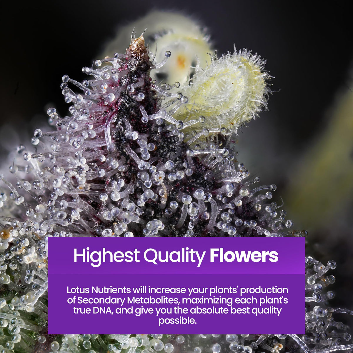 Close-up of Grow Pro Series label showing 14+ ingredients for balanced nutrition
