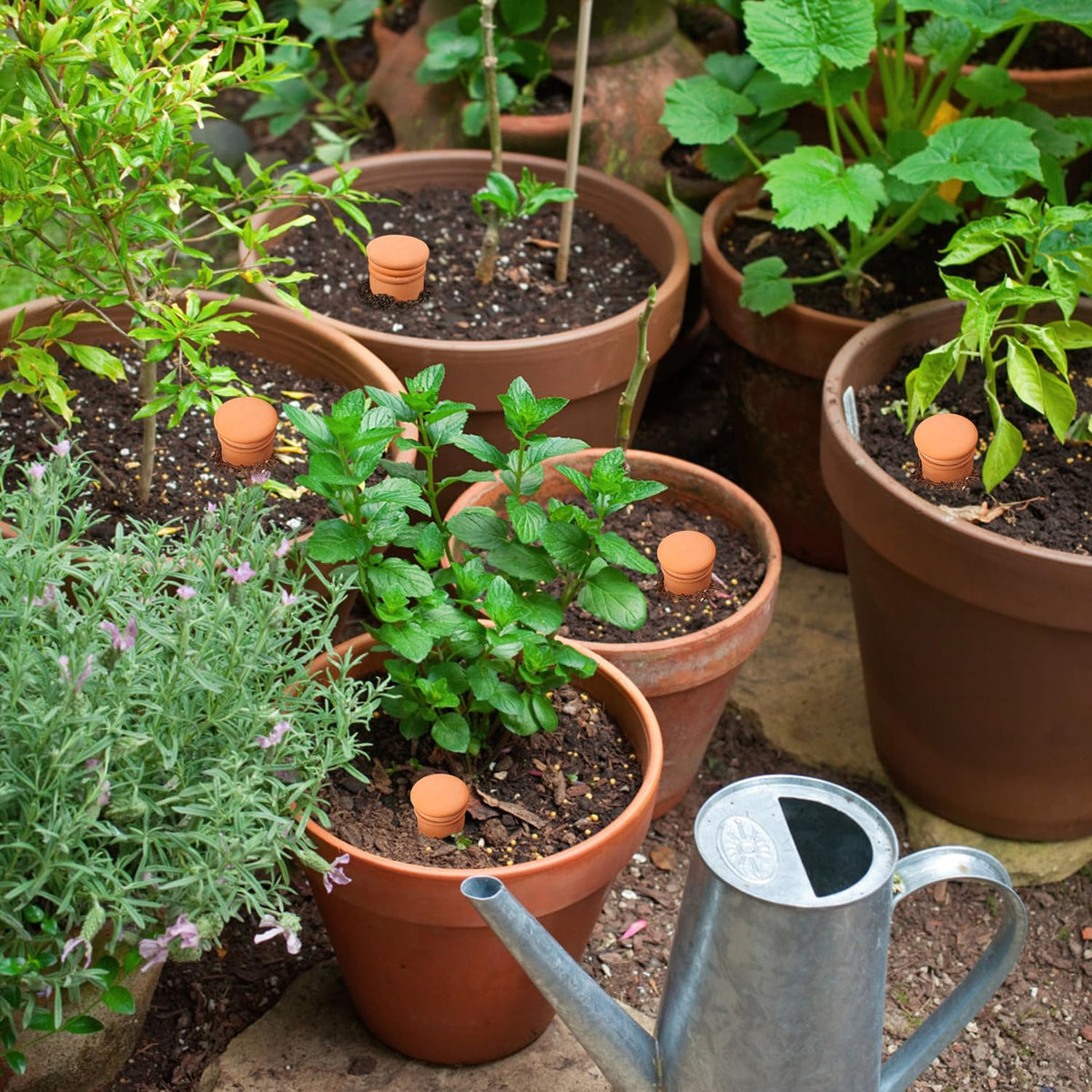 Lovely Ran reusable irrigation globes packaged for easy home use
