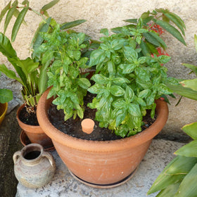 Lovely Ran self watering planter insert simplifies plant care.