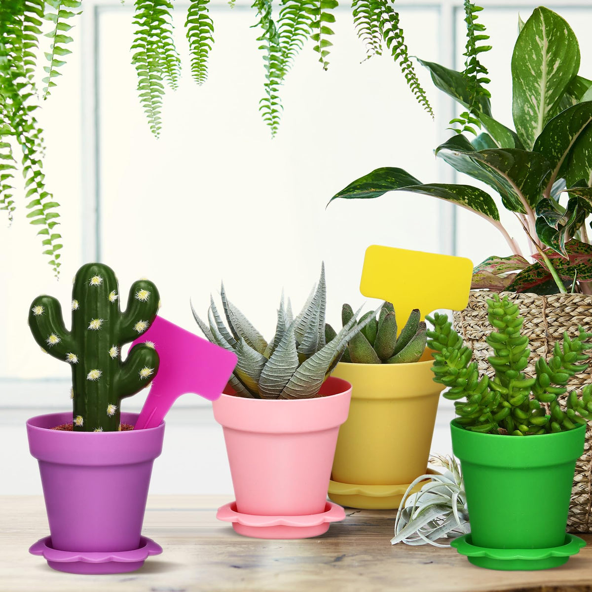 LOYIM plastic pots, trays, and labels organized for seed starting