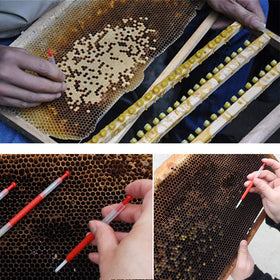 Includes 10 grafting needles for versatile queen rearing projects.