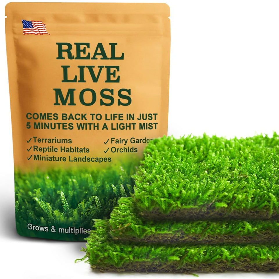 LUCKYRUNES Hypnum moss 8 by 8 inches sheet enhances terrarium texture with easy shaping.