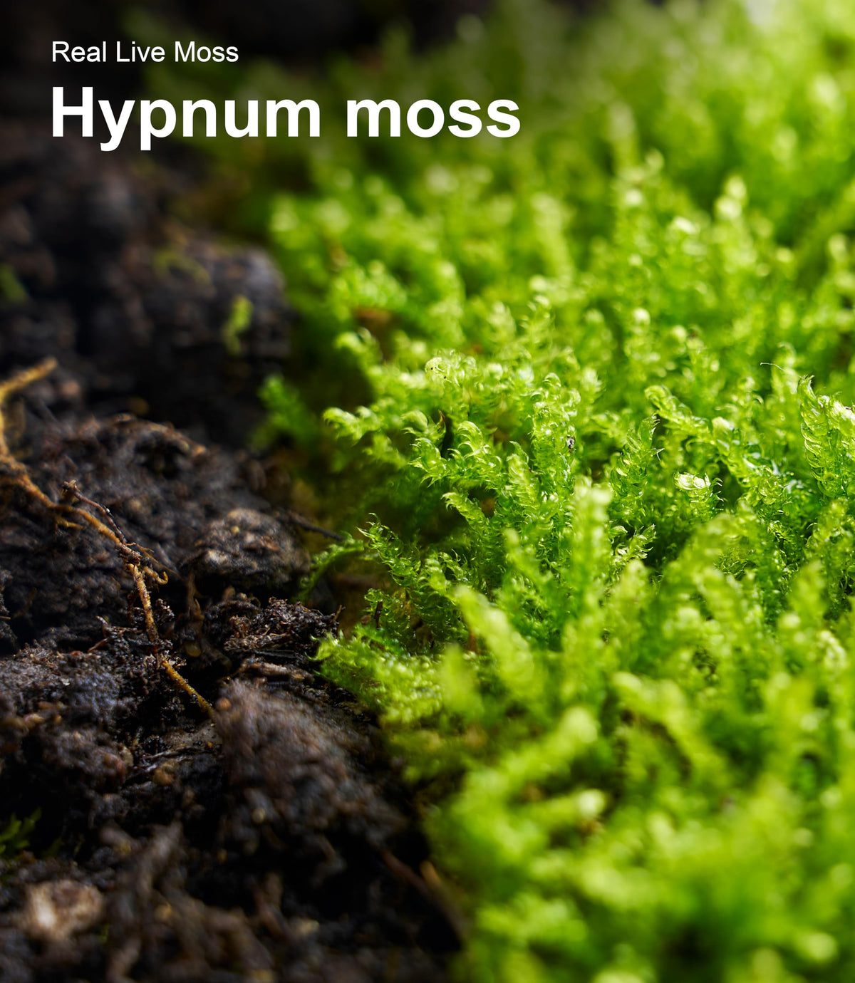 LUCKYRUNES fairy garden moss adds vibrant ground cover for whimsical scenes.