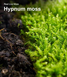 LUCKYRUNES fairy garden moss adds vibrant ground cover for whimsical scenes.