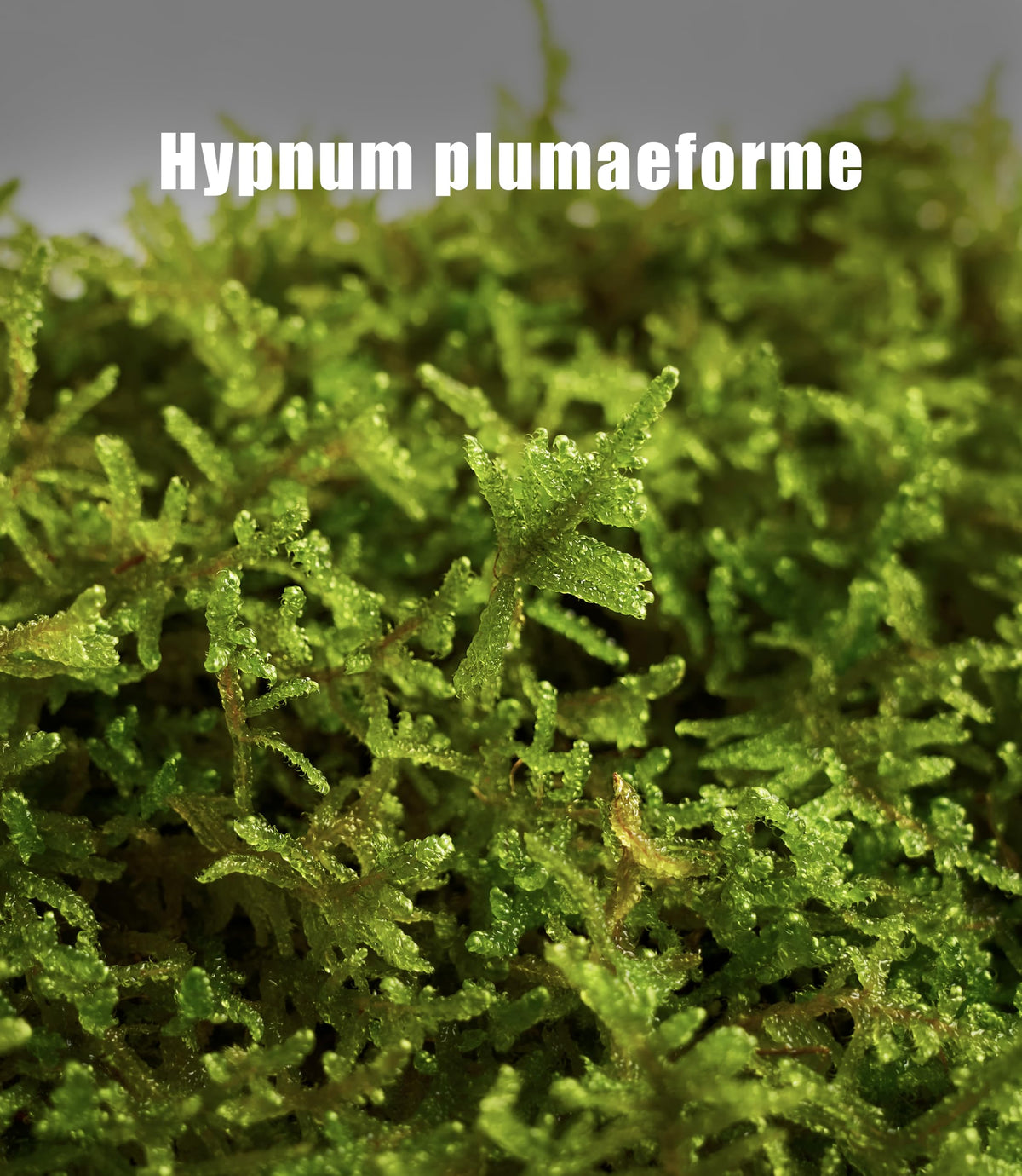LUCKYRUNES moss revival after drying via mist preserves texture and color.
