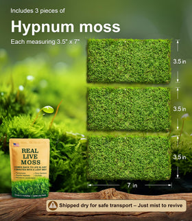 LUCKYRUNES moss for reptile enclosures adds natural cover and gentle greenery.