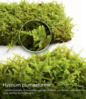 LUCKYRUNES moss layer on tabletops creates soft, decorative greenery.
