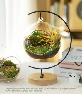 LUCKYRUNES crystal stones and shells create texture and sparkle in a terrarium.